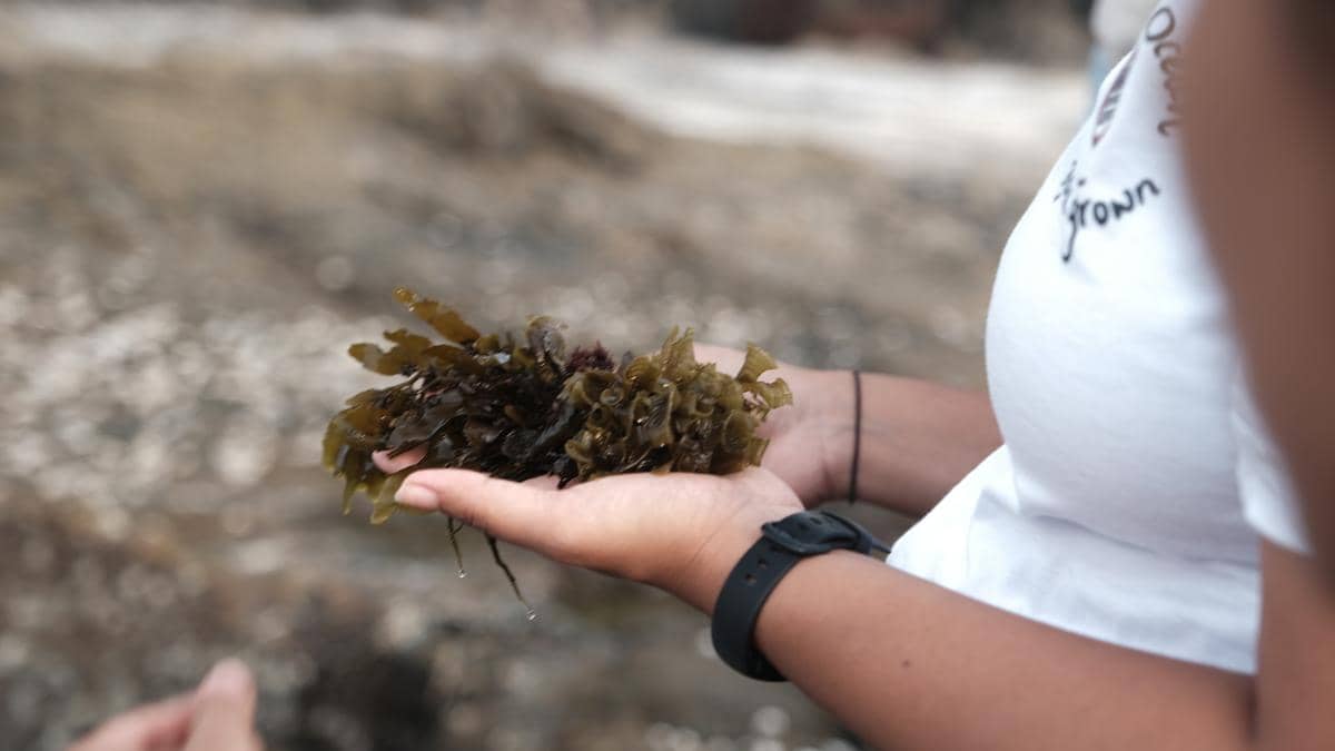 In Goa, we tasted marine for a tidal pool walk