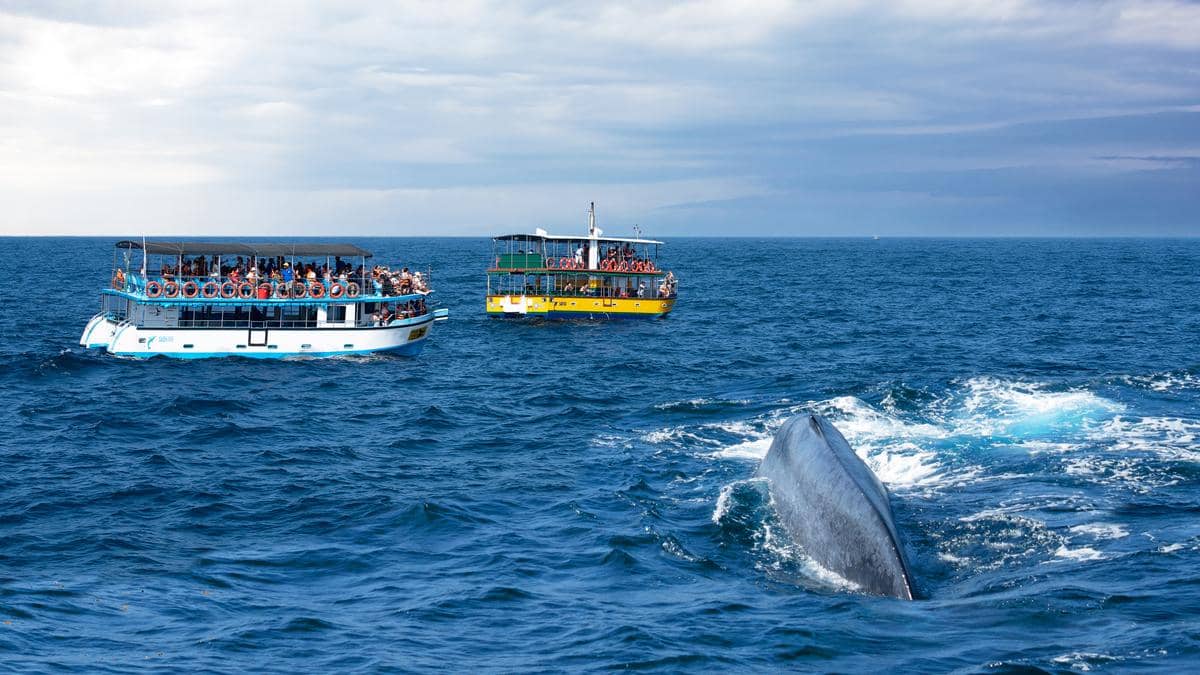 When is the best time to identify blue whales and dolphins in Sri Lanka? A quick guide